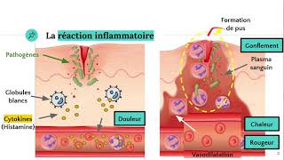 La réaction inflammatoire 🔥 [upl. by Monroe162]