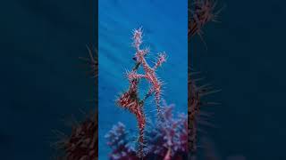 🇪🇬 Solenostomus paradoxus Ghost pipefish 📍Dahab [upl. by Rebmyt]