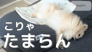 【yogibo】犬用ドギボーをあげたら見事ダメになり動かなくなったポメラニアン！快適そうで何より [upl. by Baillie]