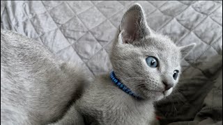 Réaction d’un chaton qui entend le grognement d’un chat ￼ [upl. by Slaohcin]