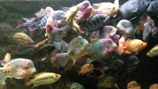 5300 L  Big American Cichlids  feeding time  wwwcichlidklubsk [upl. by Orion590]