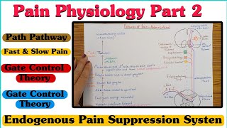 Pain Physiology  Part 2 ll Pain Pathway ll Fast amp Slow Pain ll Gate Control Theory [upl. by Laup]