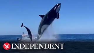 Orca leaps in the air during dolphin hunt [upl. by Yesdnil488]