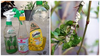 How To Make Homemade Insecticidal Soap amp Vinegar For Plant  Cara Membuat Racun Dari Sabun amp Cuka [upl. by Nyladnar870]