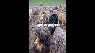 Wolf attacking Dog  Tibetan Mastiff  Tibet [upl. by Coben]