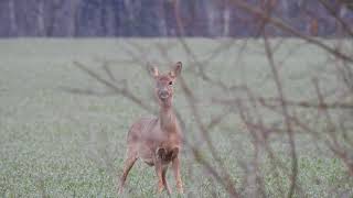 UN CHEVREUIL ABOIE  Capreolus capreolus [upl. by Tammie254]