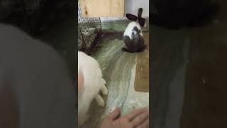 video cat rabbitmusic musicgenre animalsofinstagram rabbit musicstyle cute [upl. by Huberman885]