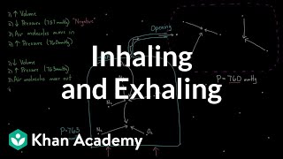 Inhaling and exhaling  Respiratory system physiology  NCLEXRN  Khan Academy [upl. by Tymon]