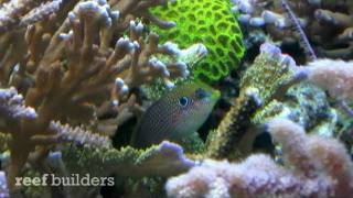 Kuiters leopard wrasse [upl. by Edyth]