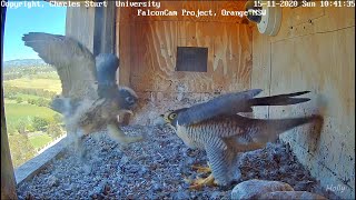 Izzi Grows an Attitude 20201115  Orange Australia Peregrines  FalconCam Project CSU [upl. by Eiznikcm686]