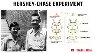 Hershey Chase ExperimentDNA Genetic Material [upl. by Nojel]