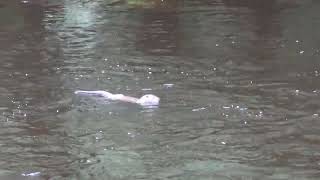 Three Otters in Appleby in Cumbria today [upl. by Tena]