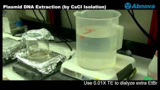 Plasmid DNA Extraction CsCI Isolation [upl. by Licha]