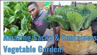 Sacks and Containers Vegetables Gardening [upl. by Attevroc922]