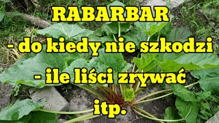 Rabarbar Od kiedy i do kiedy zrywać Ile liści Czy [upl. by Hanforrd]