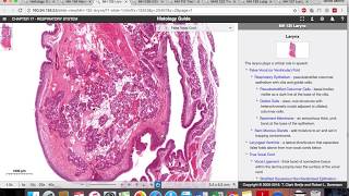 Histologia  Sistema Respiratorio [upl. by Inesita634]