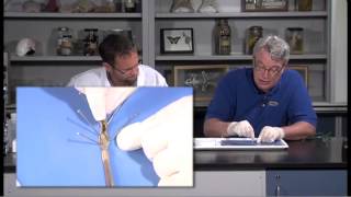 Detailed Earthworm Annelid Dissection Jr High High School and College Review [upl. by Giardap]