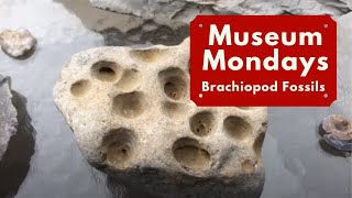 Brachiopod Fossils  Museum Mondays [upl. by Ynots]