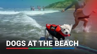 California pooches hang ten ahead of SurfAThon [upl. by Aicilanna270]