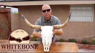 HOW TO CLEAN A COW SKULL [upl. by Sherr124]