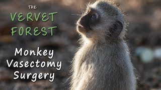 Vervet Monkey Gets a Vasectomy  Vervet Forest [upl. by Yenttihw]