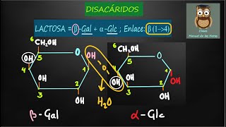 Fórmulas de DISACÁRIDOS MALTOSA LACTOSA SACAROSA Formación del ENLACE O  GLUCOSÍDICO Biología [upl. by Ahsikal]