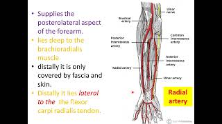 Anatomy 1علاج طبيعى 11 Hand Nerves Upper limb Arteries and Veins [upl. by Hsetim]