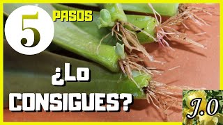 🌵Cómo reproducir suculentas por hojas en 5 PASOS⭐️PARTE 12 [upl. by Shornick]