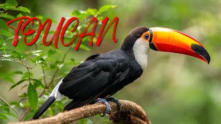 What Sounds Does a Toucan Make  Toucan Sounds [upl. by Lezirg]