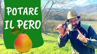 POTATURA del PERO come e quando potare lalbero di pere [upl. by Surad]