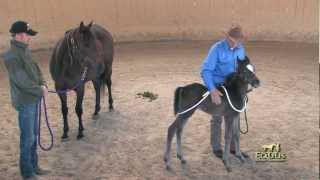 Foal Handling with Monty Roberts [upl. by Anos976]