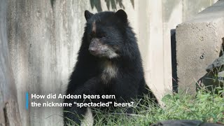 Meet Andean Bear Brienne at Smithsonians National Zoo [upl. by Enelcaj]