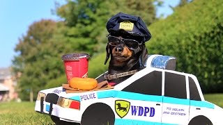 Dachshund HighSpeed Police Chase [upl. by Cardon]