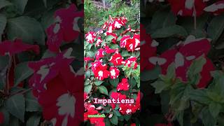 Impatiens my how they have growm [upl. by Haskins]