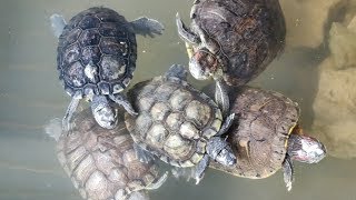 Red Ear Slider Turtles [upl. by Manlove]