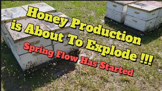 Spring Honey Flow 2024 Gallberry and Palmetto honey  bees beekeeping beekeeper honey spring [upl. by Keheley107]