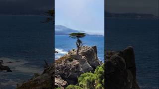 Monterey Cypress tree 🌳 California  shorts youtubeshorts [upl. by Wiencke]