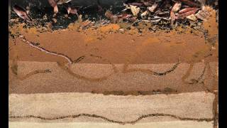 Bioturbation  Worms at Work [upl. by Sanfo]