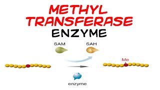 Methyltransferase enzyme [upl. by Kcirdnekal]