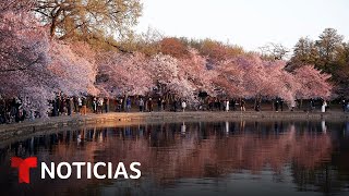 Nuevo florecimiento de los cerezos en Washington DC  Noticias Telemundo [upl. by Laura690]