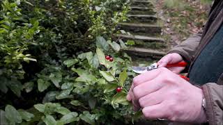 Five different species of Sarcococca  Caerhays [upl. by Acilef98]