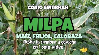 MAIZ FRIJOL CALABAZA Y GIRASOL JUNTAS MILPA PROCESO COMPLETO [upl. by Aiekan]