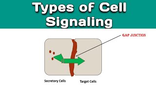 Types of Cell Signaling  Cell Signal amp Types  Different Mechanisms of Cell Signaling [upl. by Oniluap]