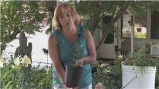 Rose Gardening  How to Start a Rose Bush From a Cutting [upl. by Annehs]