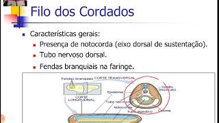 Cordados 1  Características Gerais e Filogenia [upl. by Brice]