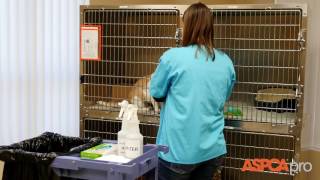 Shelter Medicine Spot Cleaning For Cat Kennels [upl. by Alan]