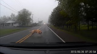 Large Dog Gets HIT by a Car GRAPHIC VIDEO [upl. by Corbett]