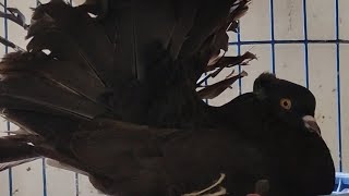 How to produce Black Fantail kabutar  ब्लेक लक्का  কালো লক্কা [upl. by Danie]