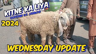 kitne ka liya  Wednesday update  Qurbani ka Mal aana shuru  Lahore Bakra Mandi Shahpur Kanjra [upl. by Atsirak]