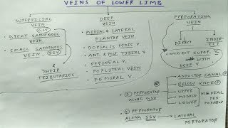 Veins of Lower Limb  Part 1  Chart  The Charsi of Medical Literature  TCML [upl. by Nannerb]